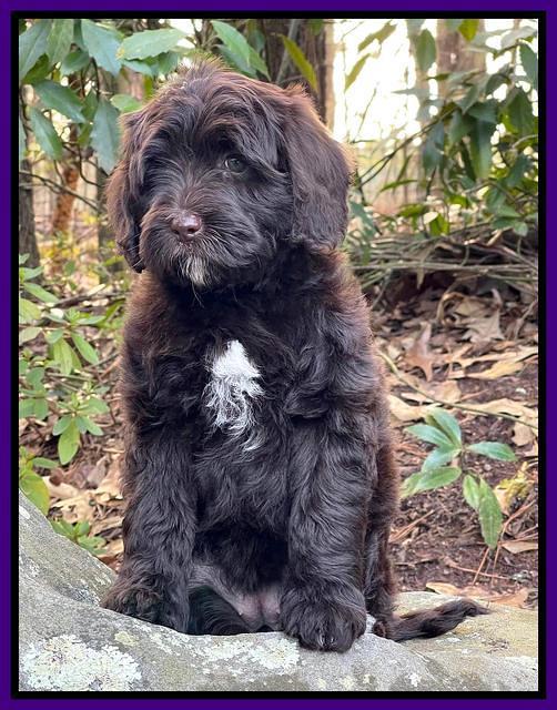 Hunnie Checkers Rebel 8 week old 11