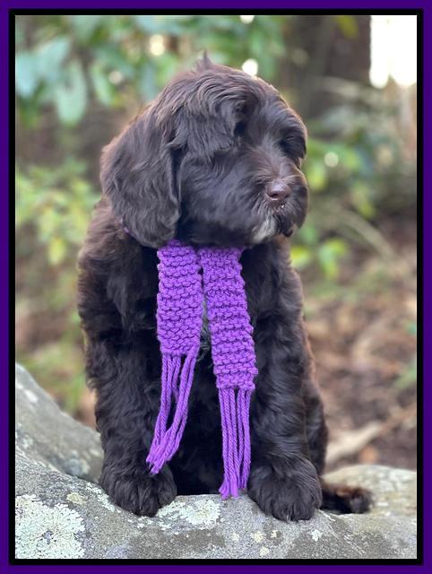 Hunnie Checkers Rebel 8 week old 51