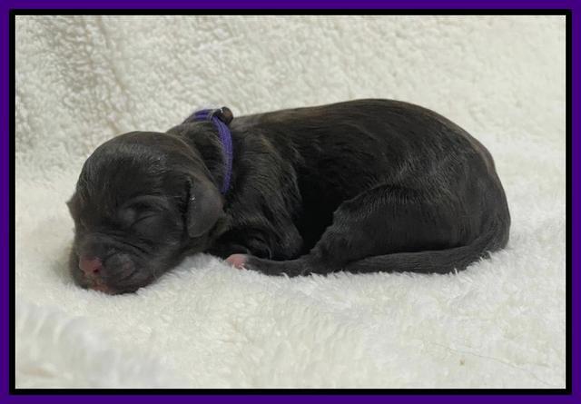 Hunnie Checkers Rebel Newborn 1 9