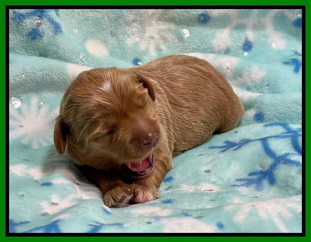 Hunnie Checkers Rebel 1 week old 111