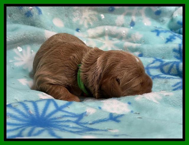 Hunnie Checkers Rebel 1 week old 121