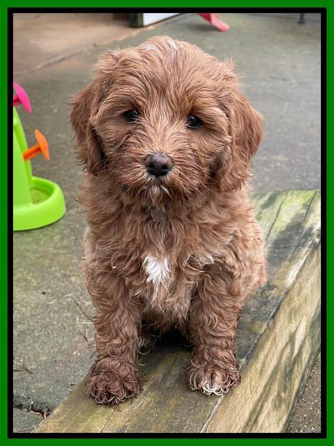 Hunnie Checkers Rebel 7 week old 211