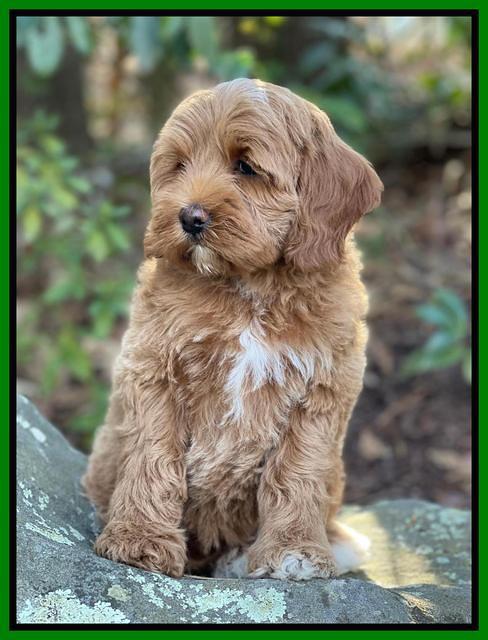 Hunnie Checkers Rebel 8 week old 111320