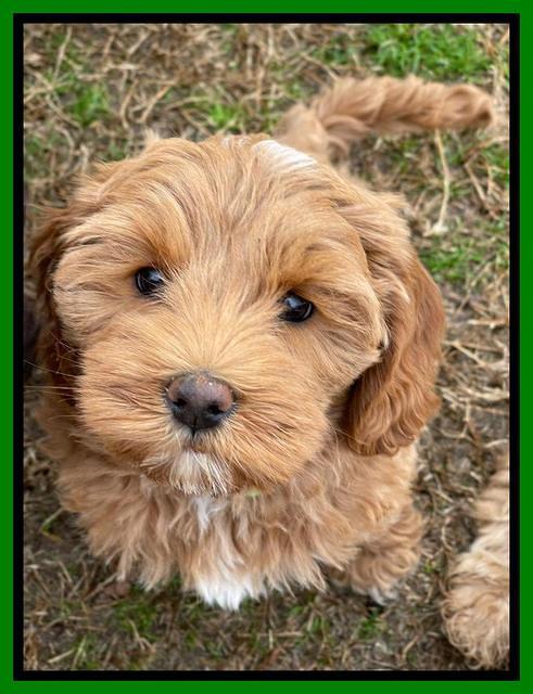 Hunnie Checkers Rebel 8 week old 81320