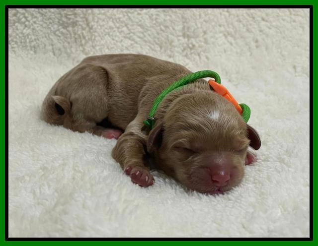 Hunnie Checkers Rebel Newborn 1 11