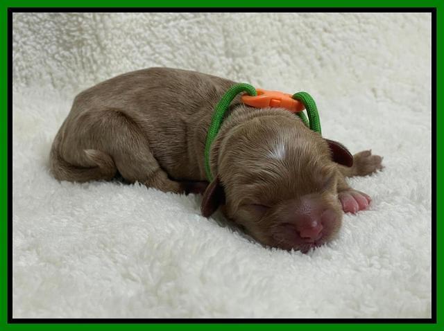 Hunnie Checkers Rebel Newborn 1 12