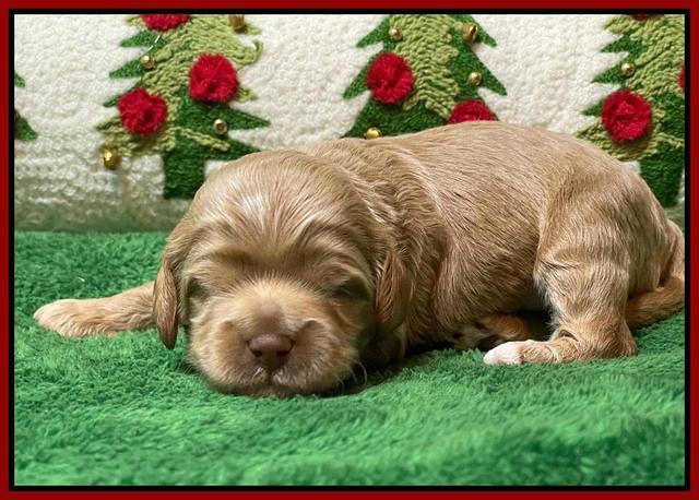 Hunnie Checkers Rebel 2 week old 181