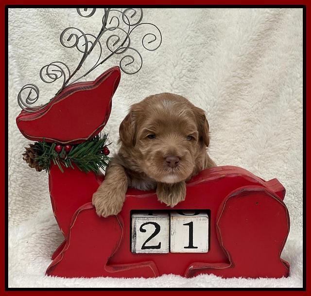 Hunnie Checkers Rebel 3 week old 231