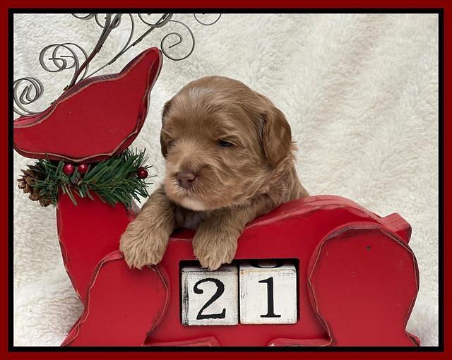 Hunnie Checkers Rebel 3 week old 261