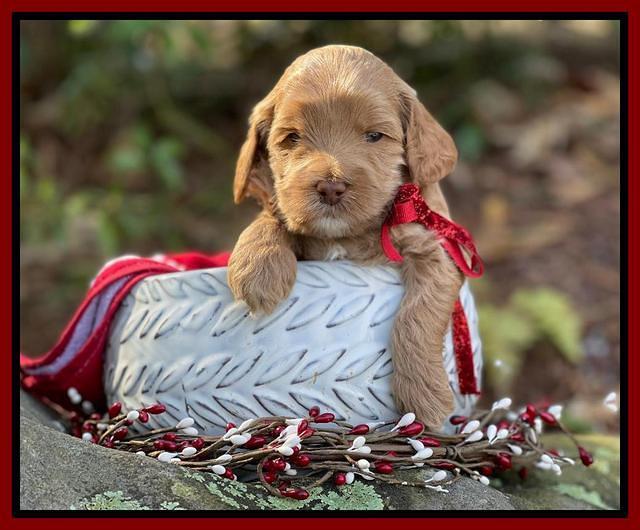 Hunnie Checkers Rebel 4 week old 331