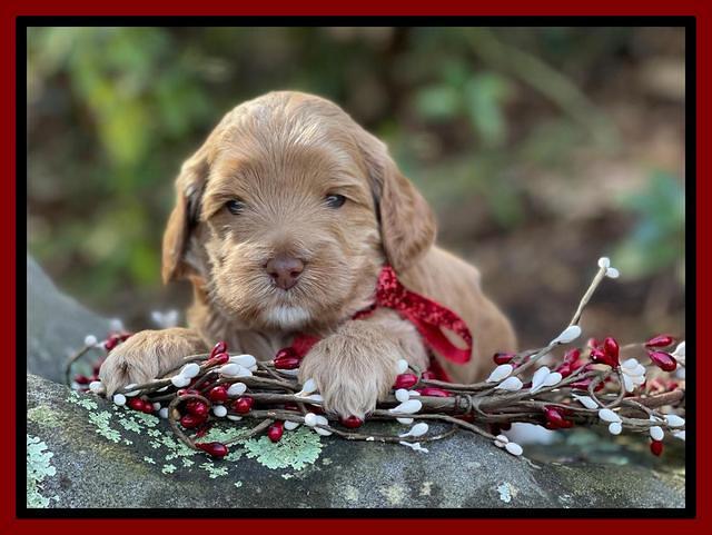 Hunnie Checkers Rebel 4 week old 341