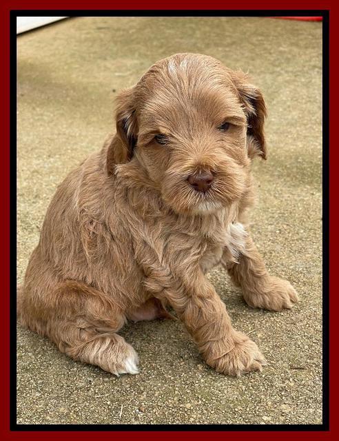 Hunnie Checkers Rebel 5 week old 241