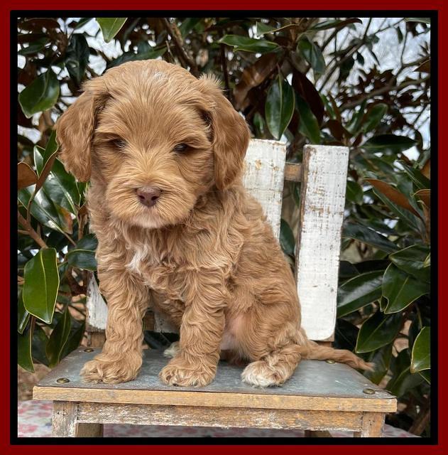 Hunnie Checkers Rebel 6 week old 251