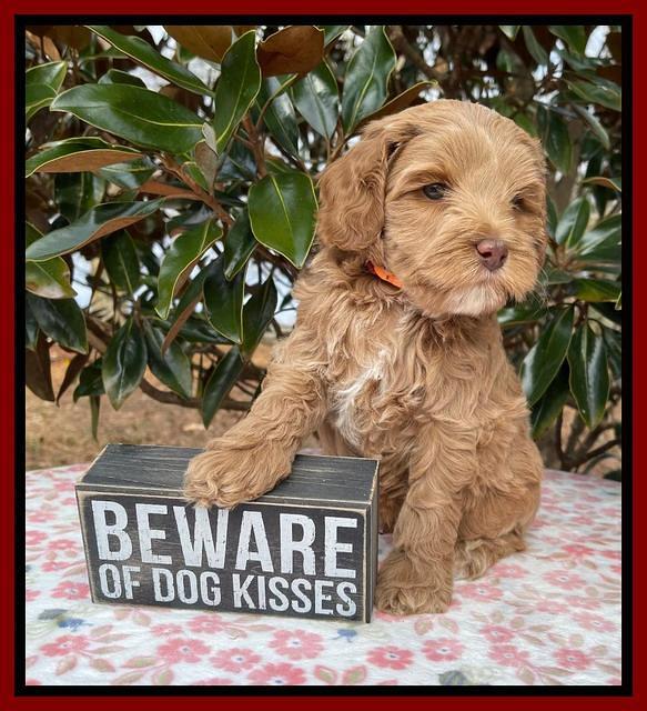 Hunnie Checkers Rebel 6 week old 281