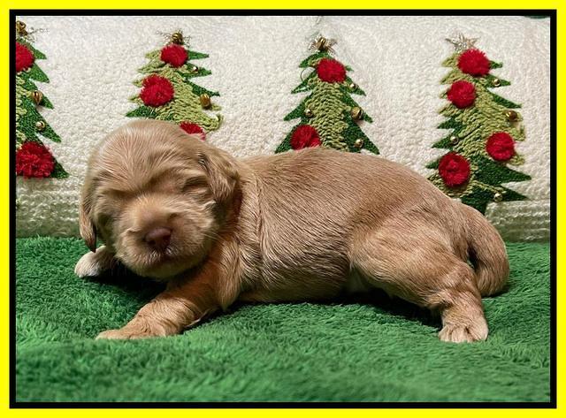 Hunnie Checkers Rebel 2 week old 231