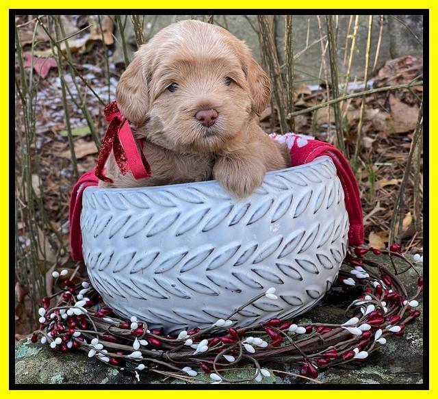 Hunnie Checkers Rebel 4 week old 361