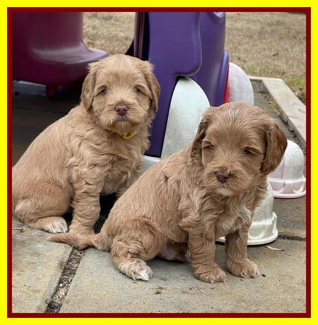 Hunnie Checkers Rebel 5 week old 261