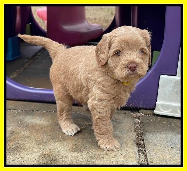 Hunnie Checkers Rebel 5 week old 281