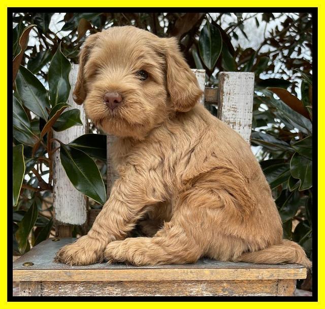 Hunnie Checkers Rebel 6 week old 291