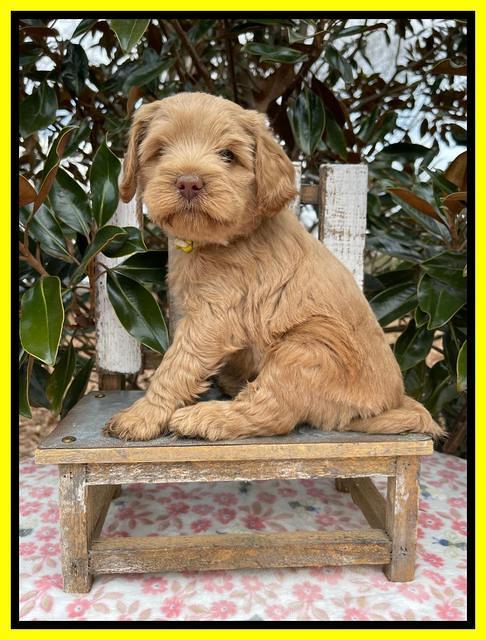 Hunnie Checkers Rebel 6 week old 301