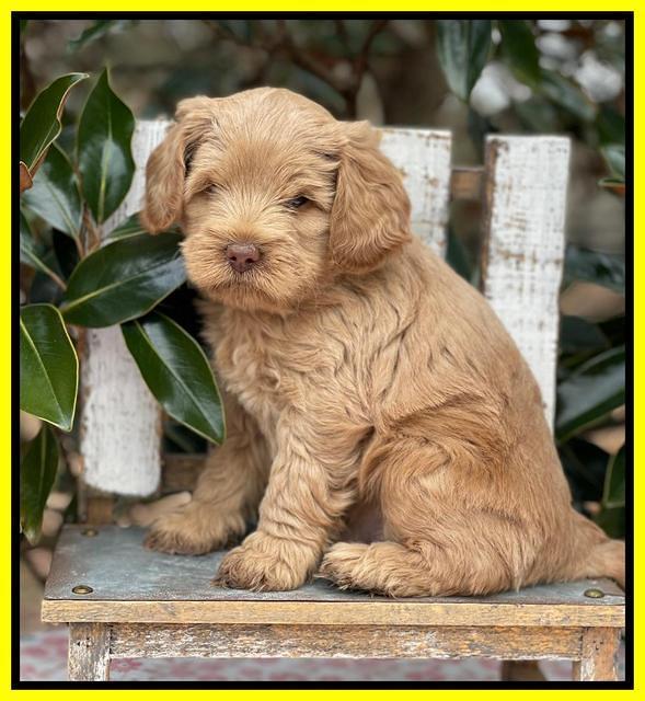 Hunnie Checkers Rebel 6 week old 331