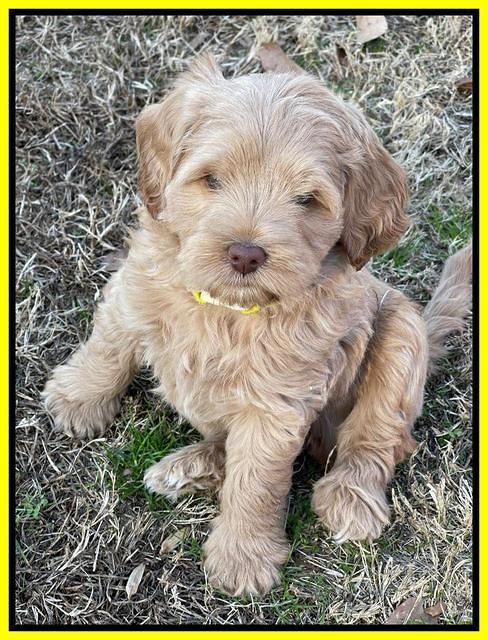 Hunnie Checkers Rebel 7 week old 281