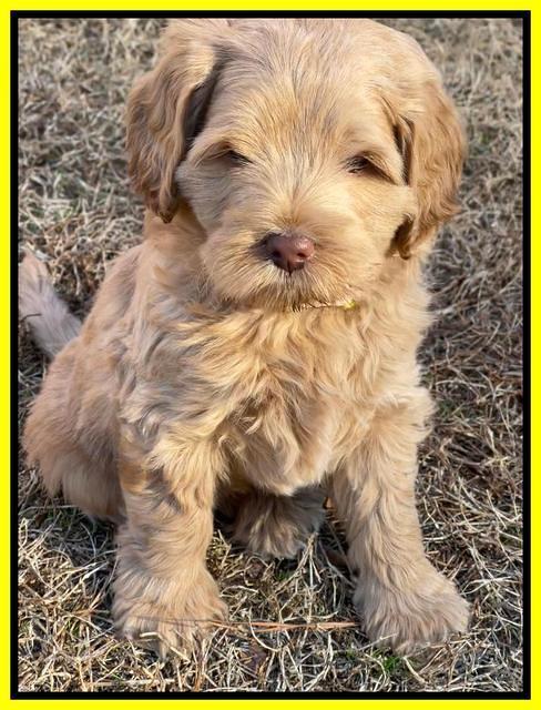 Hunnie Checkers Rebel 7 week old 331