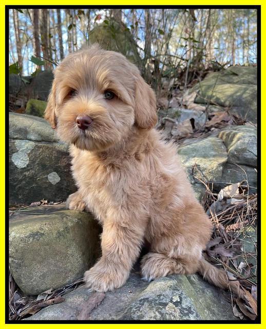 hunnie checkers rebel 8 weeks old 155000