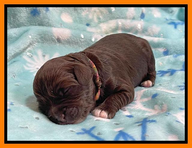 Hunnie Checkers Rebel 1 week old 201