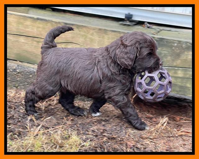 Hunnie Checkers Rebel 5 week old 371