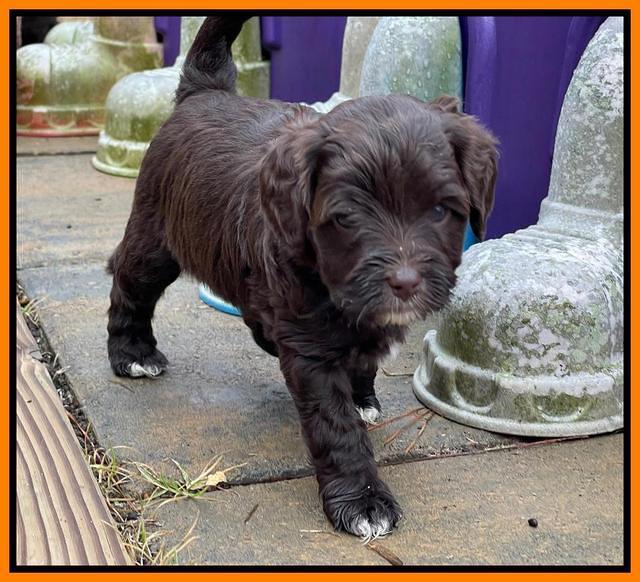 Hunnie Checkers Rebel 5 week old 391