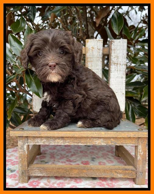 Hunnie Checkers Rebel 6 week old 471