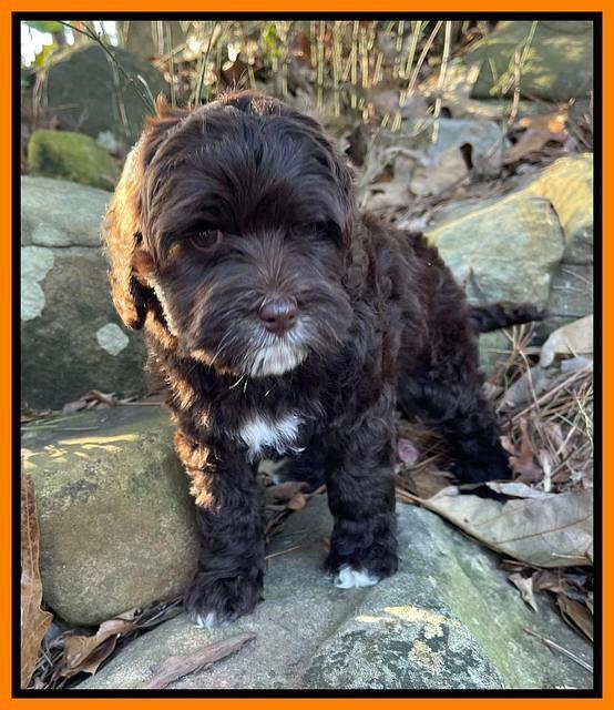 Hunnie Checkers Rebel 8 week old 11320