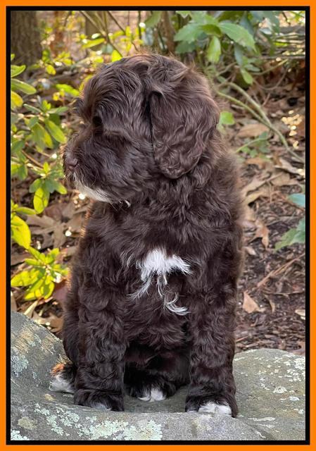 Hunnie Checkers Rebel 8 week old 71320