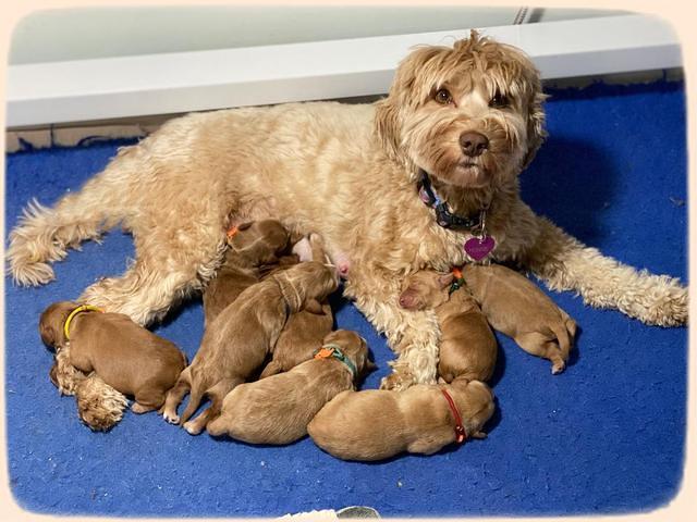 Hunnie Patrick Parson pups 1 wk old 191