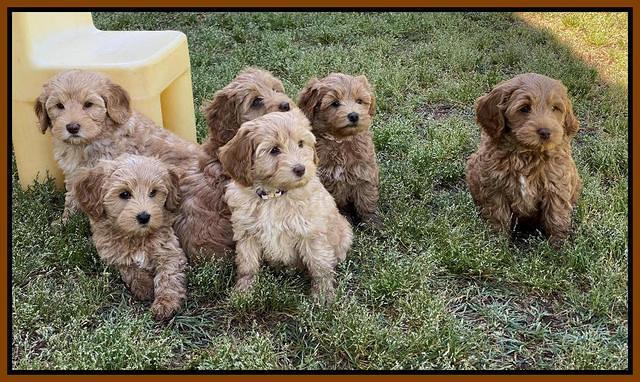 hunnie Patrick Parson 8 wks old 281