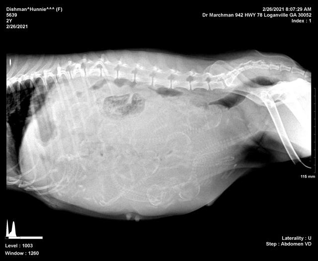 Hunnie preg xray day 57 preg 1