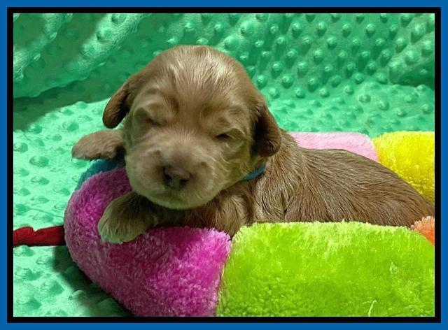 Hunnie Patrick Parson pups 2 wks old 21