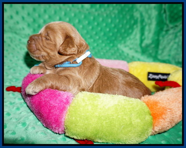 Hunnie Patrick Parson pups 2 wks old 31