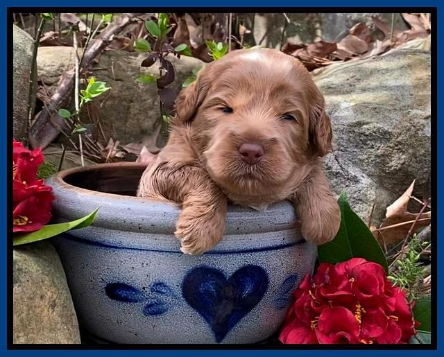 Hunnie Patrick Parson pups 3 wks old 41