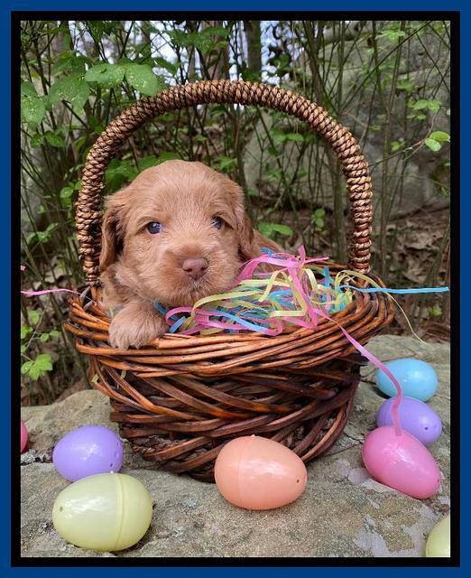 Hunnie Patrick Parson pups 4 wks old 11