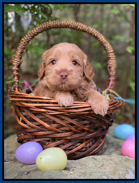 Hunnie Patrick Parson pups 4 wks old 51