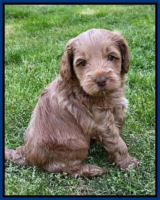 Hunnie Patrick Parson pups 5 wks old 31