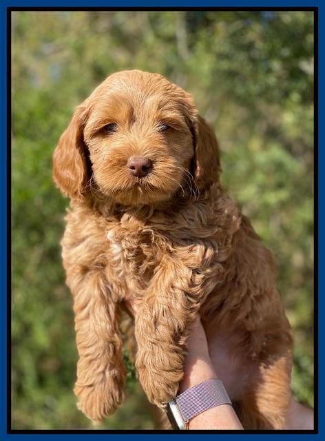 Hunnie Patrick Parson pups 7 wks old 11