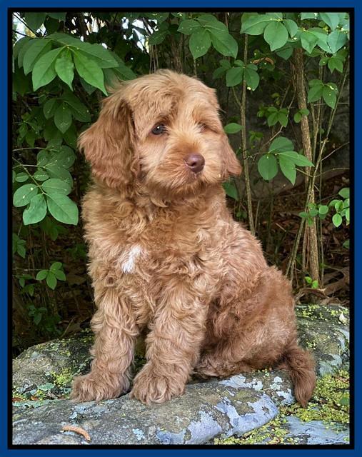 hunnie Patrick Parson 8 wks old 11