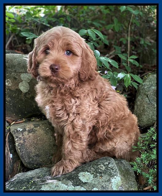 hunnie Patrick Parson 8 wks old 21