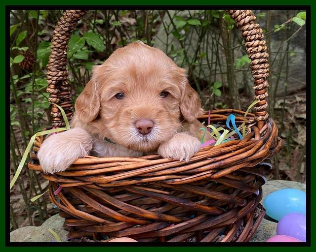Hunnie Patrick Parson pups 4 wks old 161