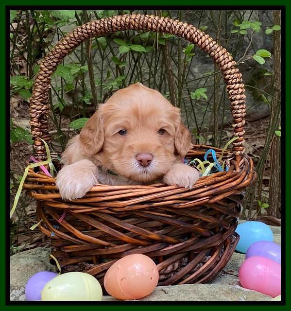 Hunnie Patrick Parson pups 4 wks old 181