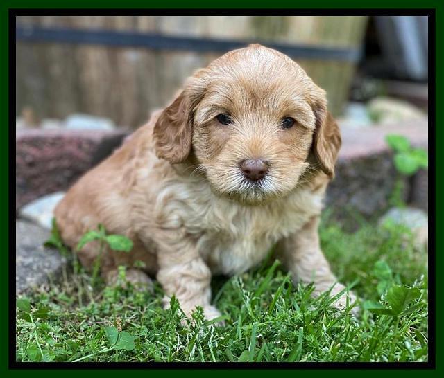 Hunnie Patrick Parson pups 5 wks old 161