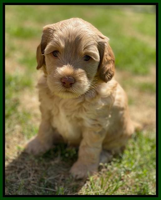 Hunnie Patrick Parson pups 5 wks old 171